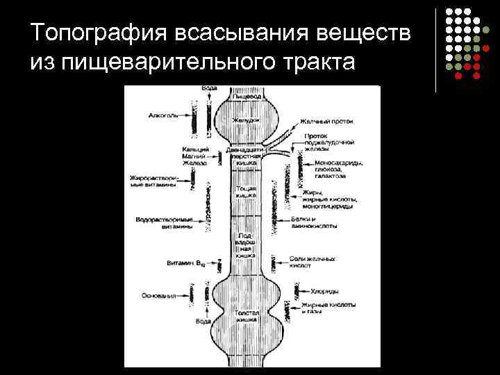 Топография всасывания веществ из пищеварительного тракта 