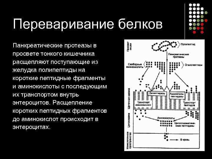 Переваривание белков Панкреатические протеазы в просвете тонкого кишечника расщепляют поступающие из желудка полипептиды на
