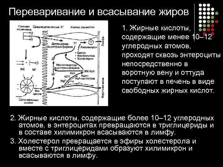 Переваривание и всасывание жиров     1. Жирные кислоты,   