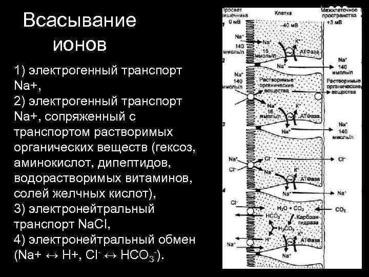  Всасывание ионов 1) электрогенный транспорт Na+,  2) электрогенный транспорт Na+, сопряженный с