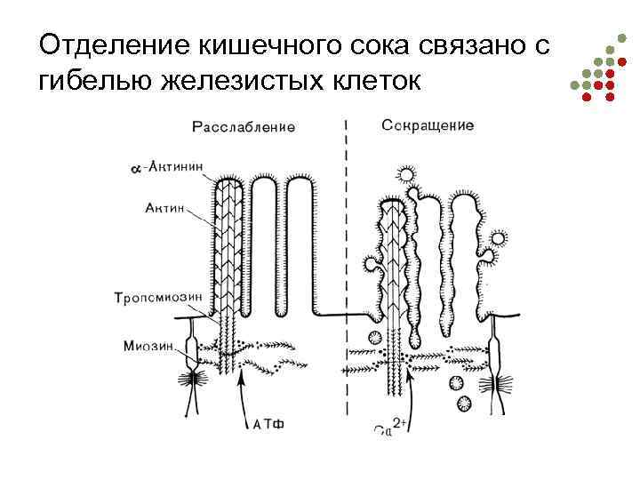 Отделение кишечного сока связано с гибелью железистых клеток 