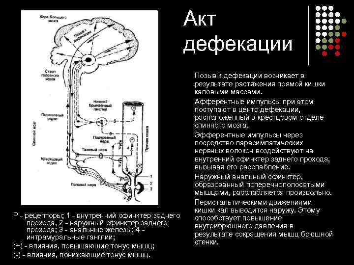      Акт     дефекации   