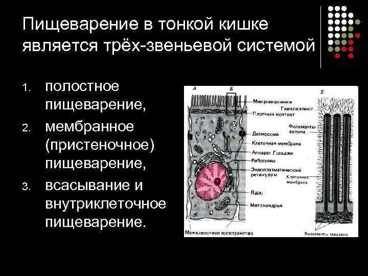 Пищеварение в тонкой кишке является трёх звеньевой системой 1.  полостное  пищеварение, 