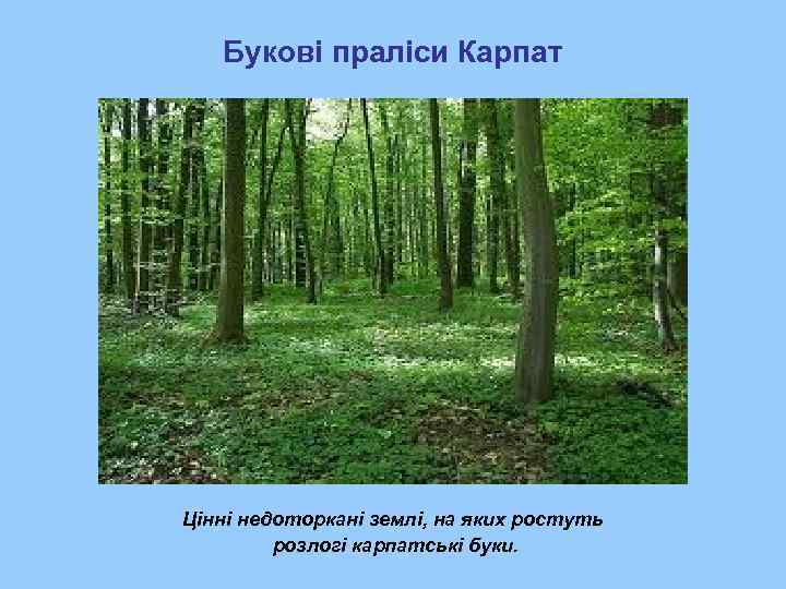   Букові праліси Карпат Цінні недоторкані землі, на яких ростуть   розлогі