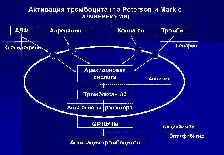    Активация тромбоцита (по Peterson и Mark с    изменениями)