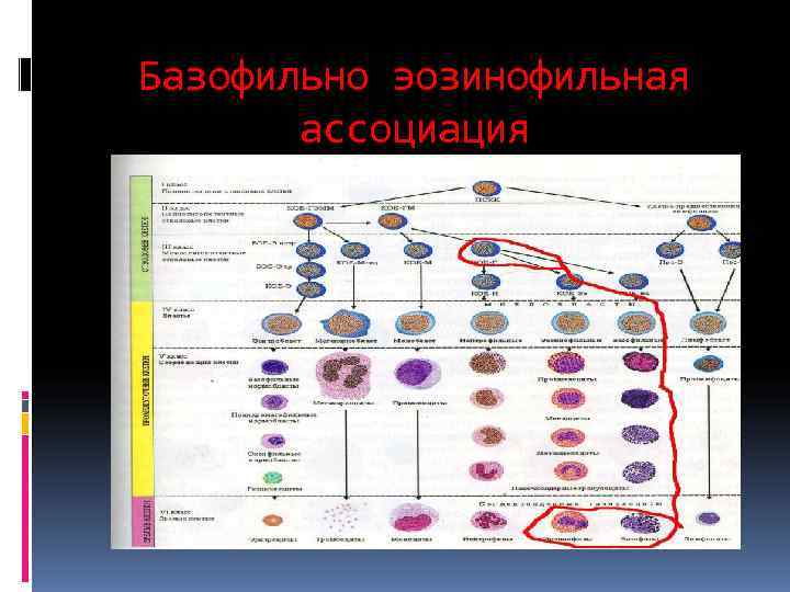 Базофильно эозинофильная  ассоциация 