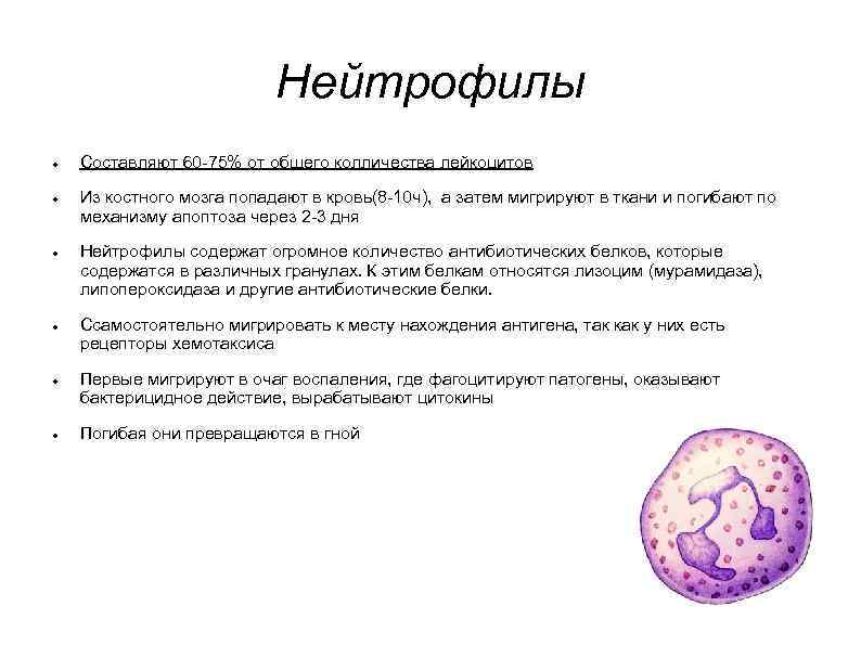       Нейтрофилы Составляют 60 -75% от общего колличества лейкоцитов