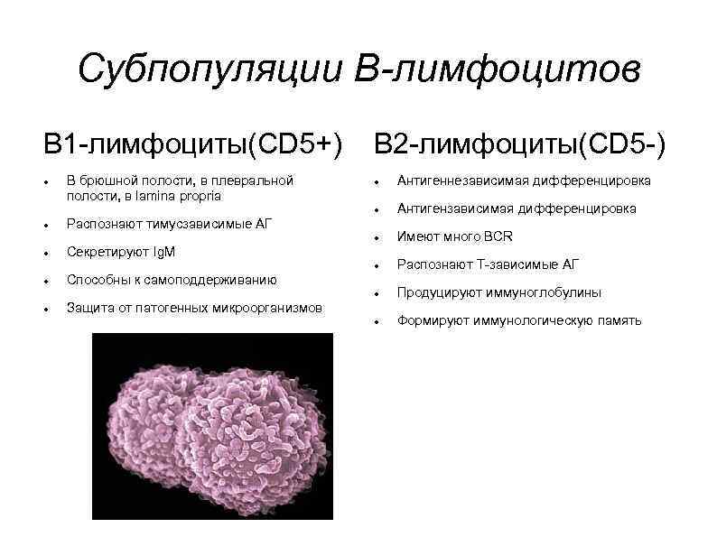 Характеристика в лимфоцитов. B1 лимфоциты функции. В1 и b2 лимфоциты. Отличие b1 и b2 лимфоцитов. Типы б лимфоцитов.
