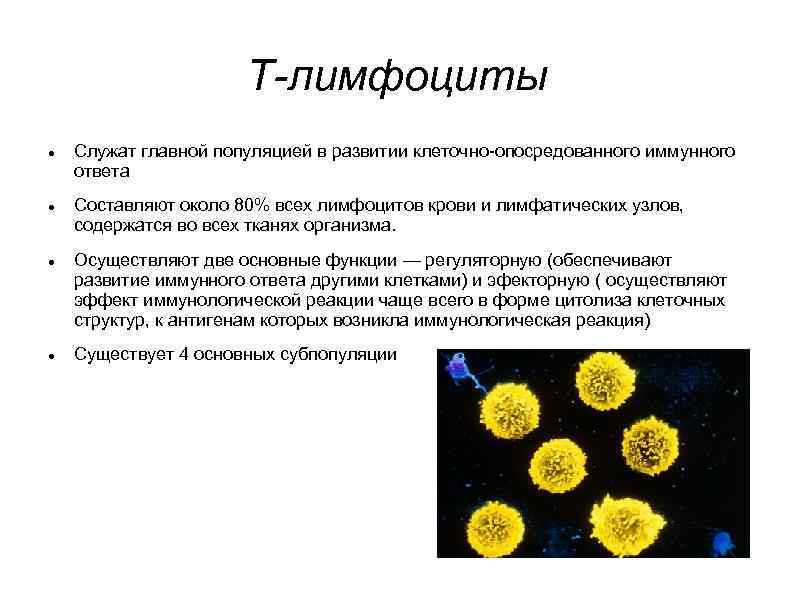 Действия лимфоцитов. Лимфоциты строение. Лимфоциты строение и функции. Лимфоциты строение кратко. Лимфоциты особенности строения и функции.