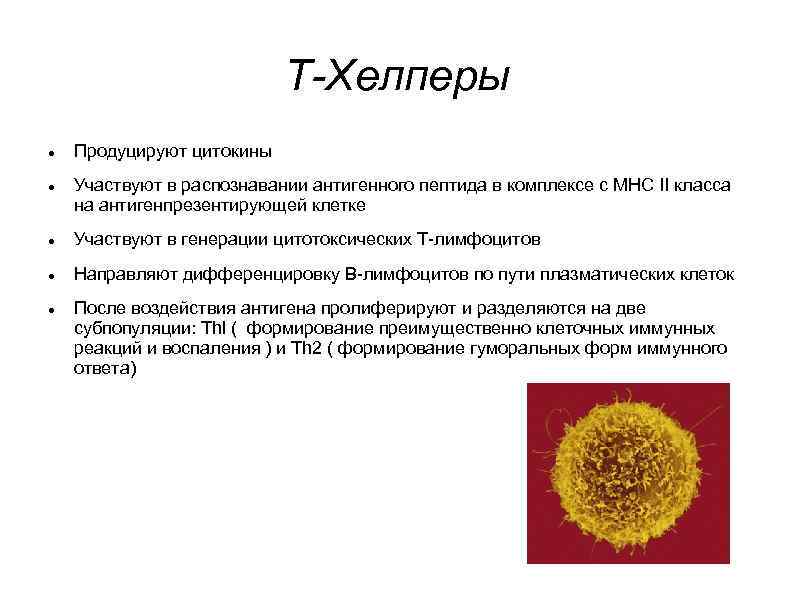       T-Хелперы Продуцируют цитокины Участвуют в распознавании антигенного пептида