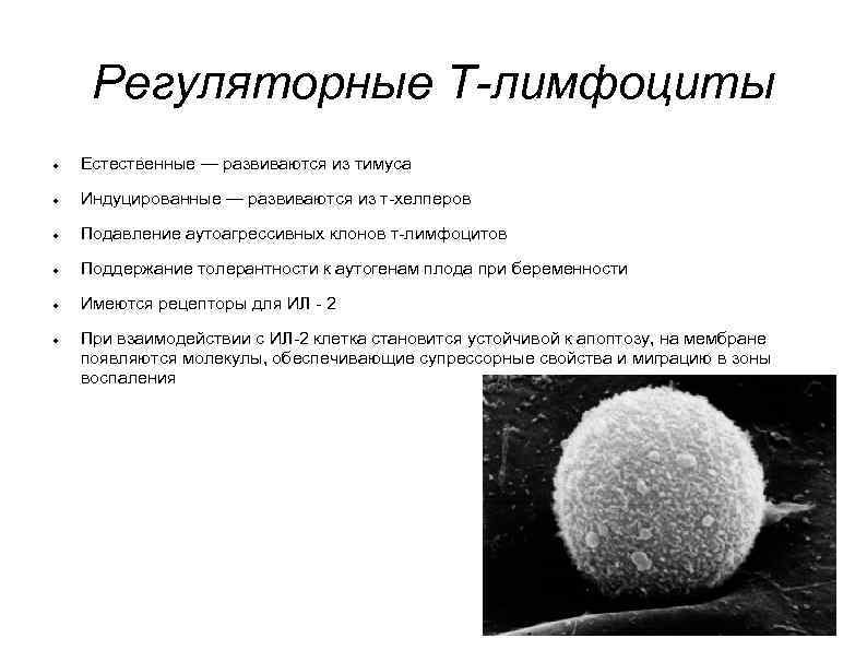  Регуляторные Т-лимфоциты Естественные — развиваются из тимуса  Индуцированные — развиваются из т-хелперов