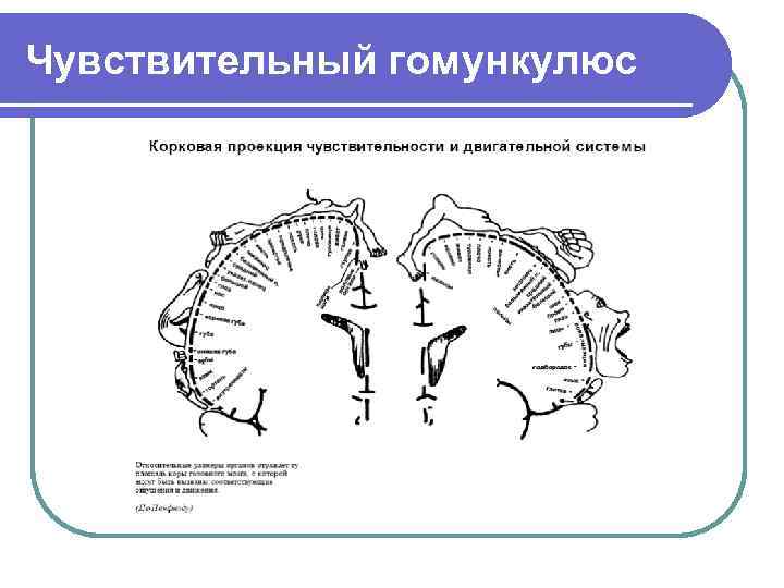 Чувствительный гомункулюс 