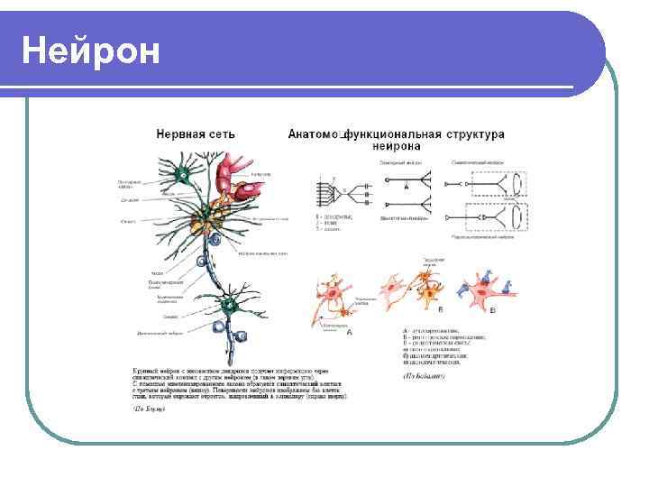 Нейрон 