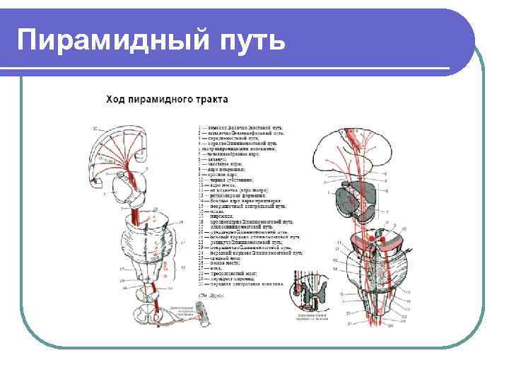 Пирамидный путь рисунок