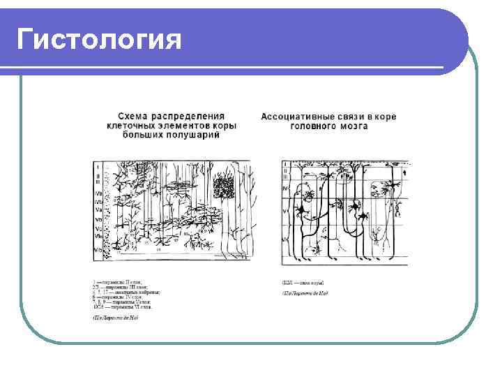 Гистология 