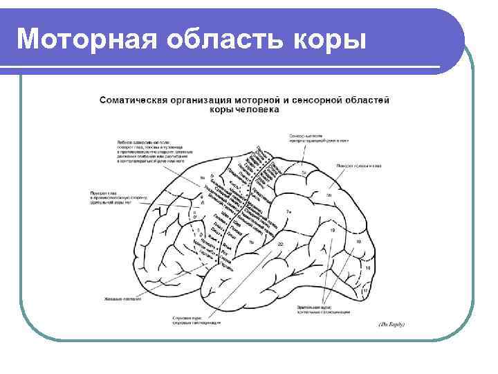 Человек паук моторная кора 2 схема