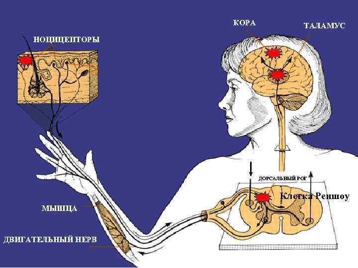     КОРА    ТАЛАМУС НОЦИЦЕПТОРЫ    