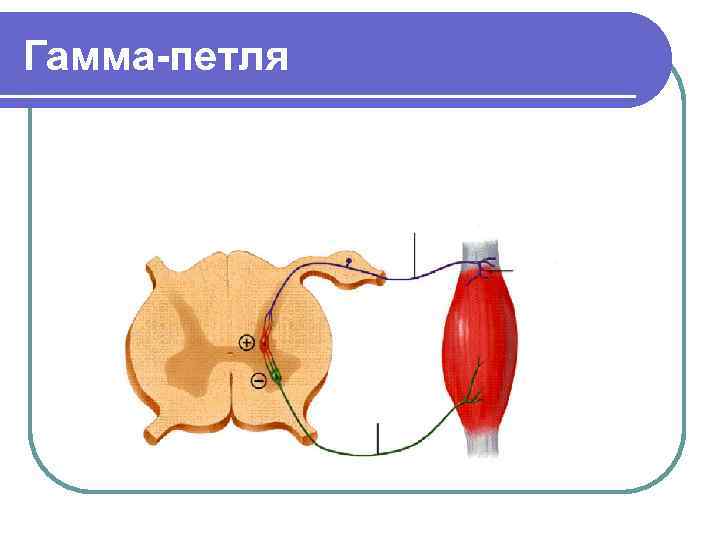 Гамма-петля 