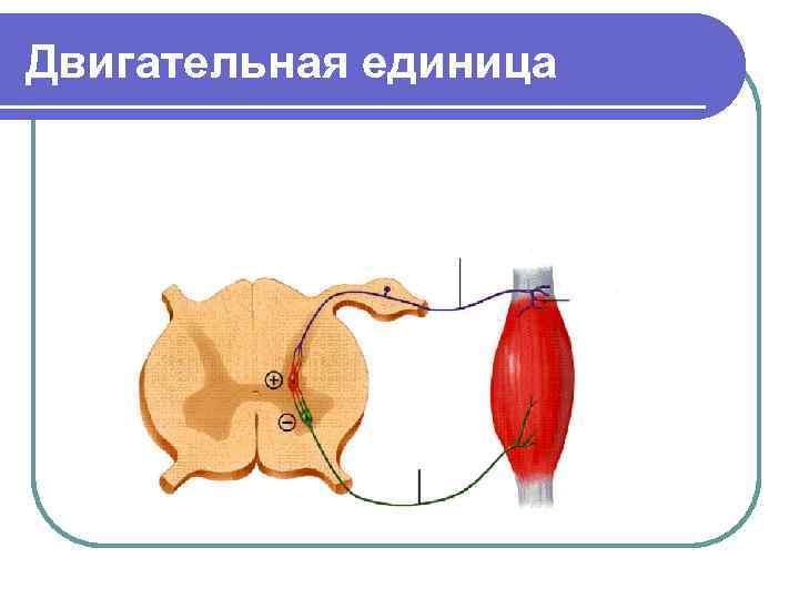 Двигательная единица 
