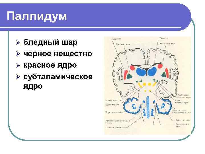 Паллидум  Ø бледный шар Ø черное вещество Ø красное ядро Ø субталамическое 