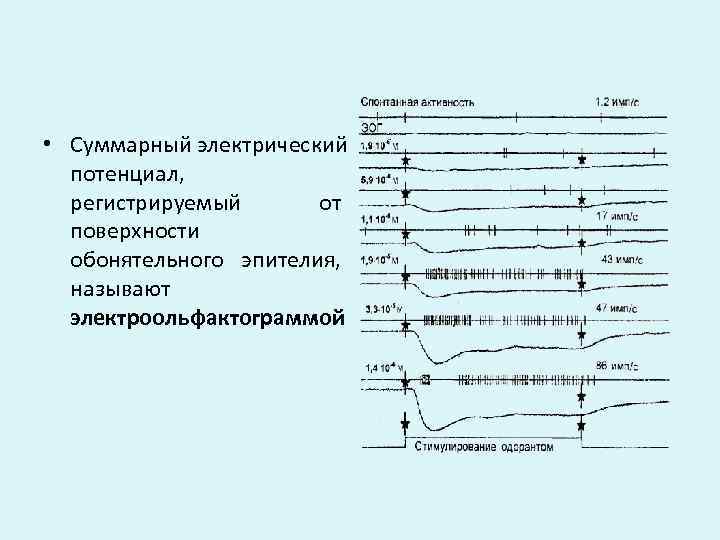  • Суммарный электрический  потенциал, регистрируемый  от  поверхности  обонятельного эпителия,