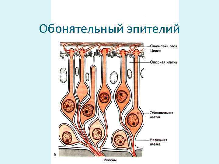 Схема строения обонятельной сенсорной системы