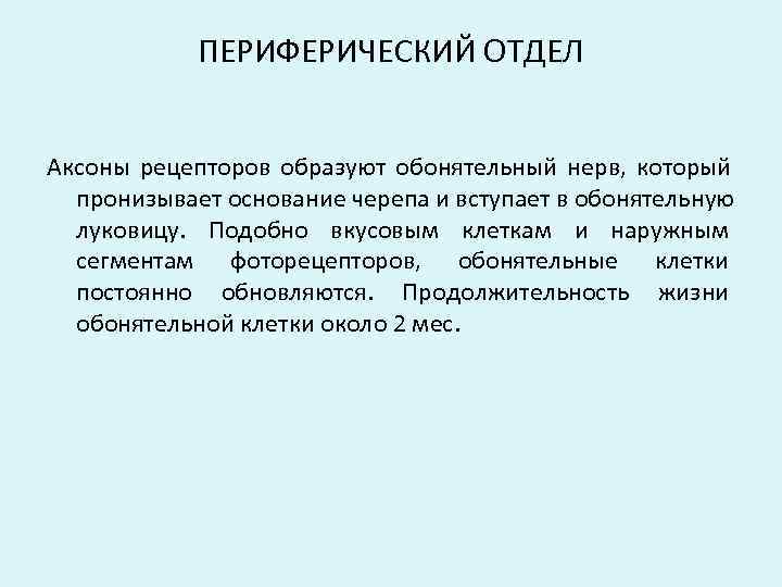   ПЕРИФЕРИЧЕСКИЙ ОТДЕЛ  Аксоны рецепторов образуют обонятельный нерв,  который  пронизывает
