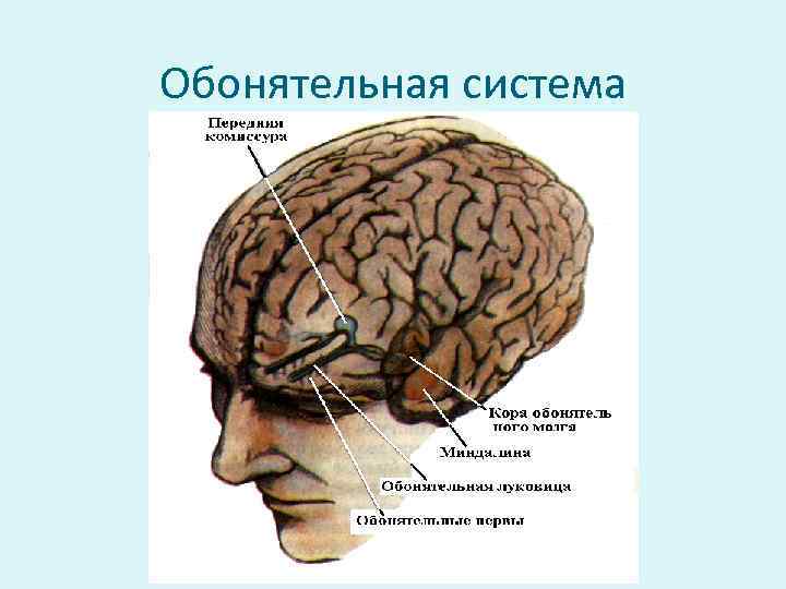 Обонятельная система 