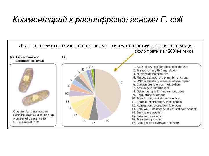 Комментарий к расшифровке генома E. coli Комментарий к расшифровке генома E. coli