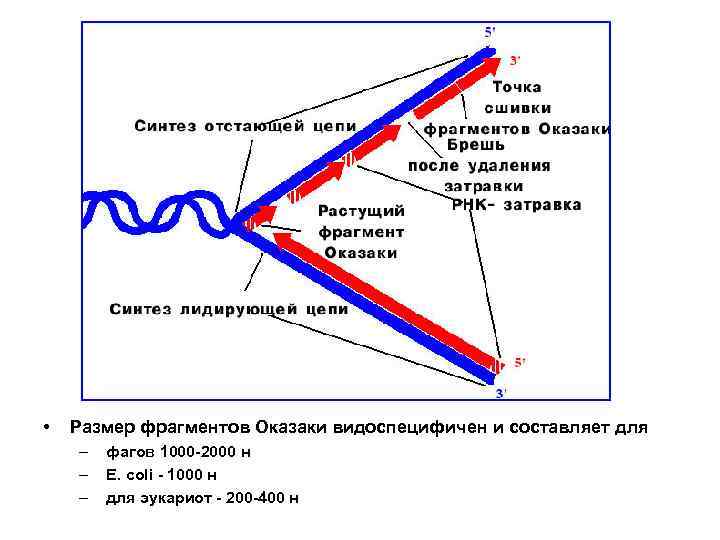 Схема размножения фага м13 и доказательство наличия рнк затравки при репликации днк