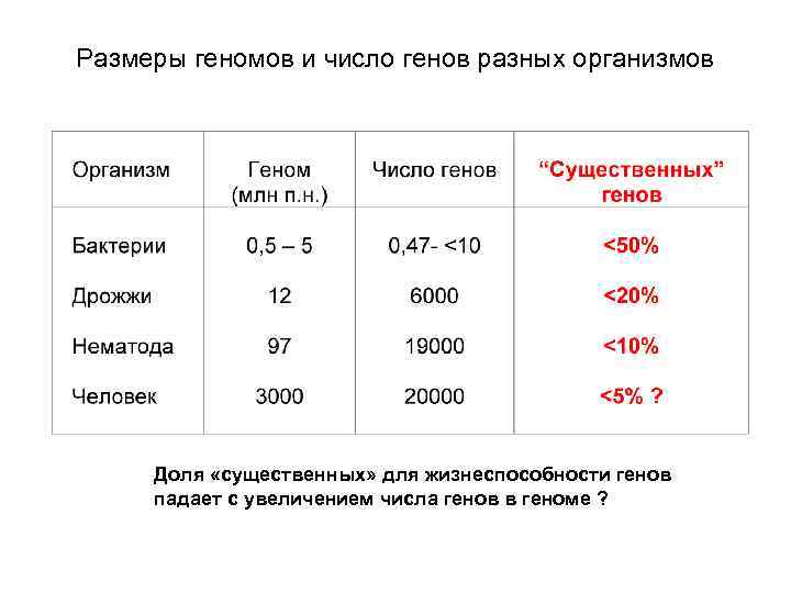 Размеры геномов и число генов разных организмов Доля «существенных» для жизнеспособности генов Размеры геномов и число генов разных организмов Доля «существенных» для жизнеспособности генов