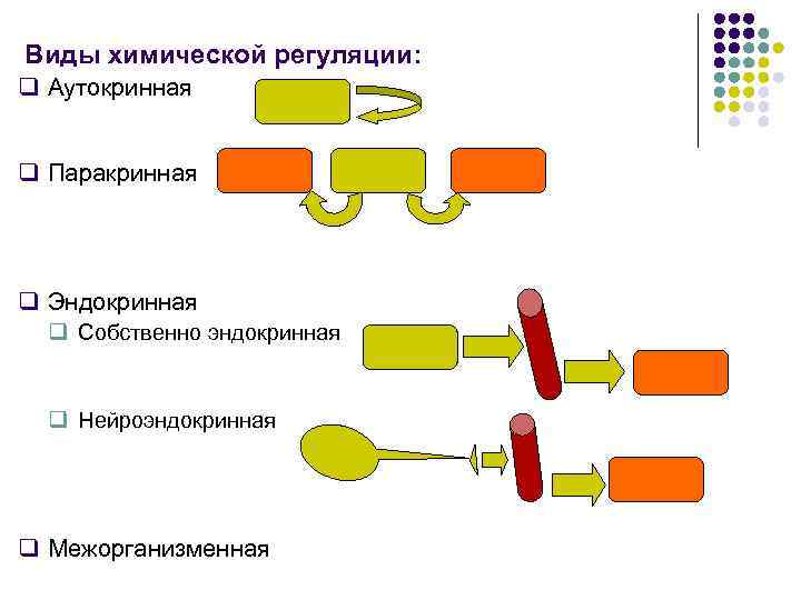 Виды химической регуляции: q Аутокринная q Паракринная q Эндокринная q Собственно эндокринная Виды химической регуляции: q Аутокринная q Паракринная q Эндокринная q Собственно эндокринная