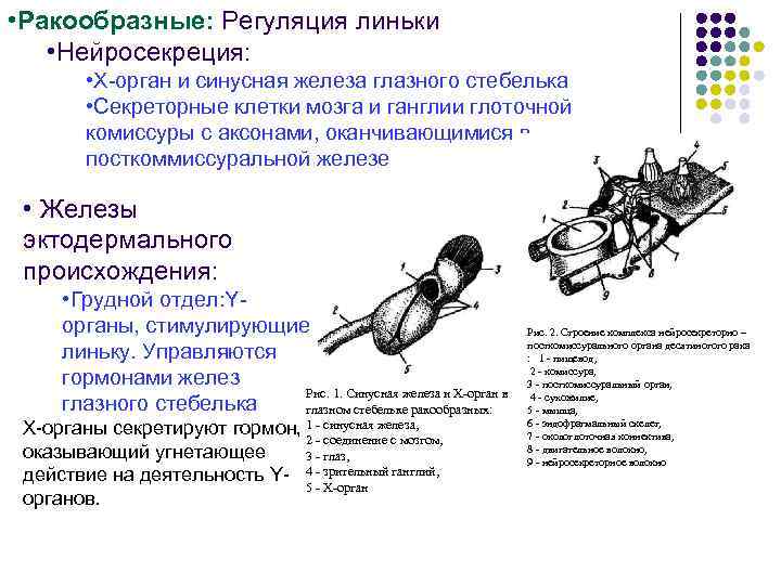 • Ракообразные: Регуляция линьки • Нейросекреция: • Х-орган и синусная железа глазного • Ракообразные: Регуляция линьки • Нейросекреция: • Х-орган и синусная железа глазного