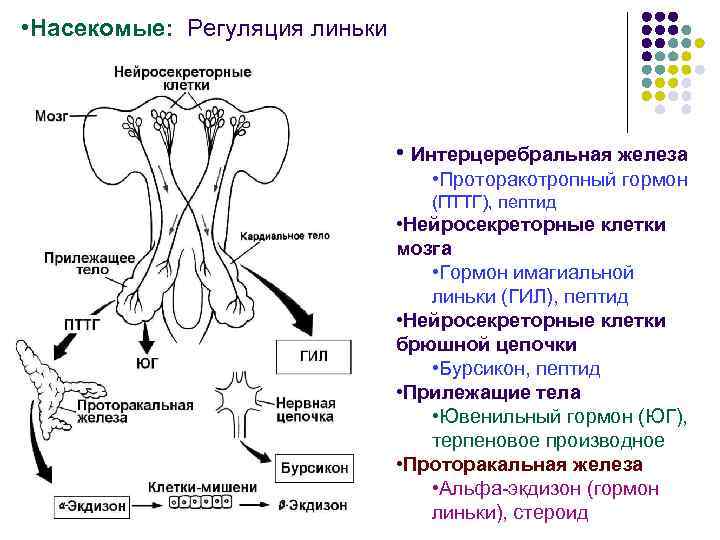 Схема гормонального контроля метаморфоза насекомых