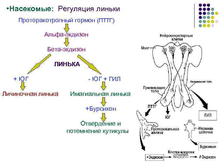 Чем работа эндокринной системы в плане осуществления процессов регуляции