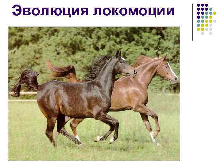 Эволюция локомоции 