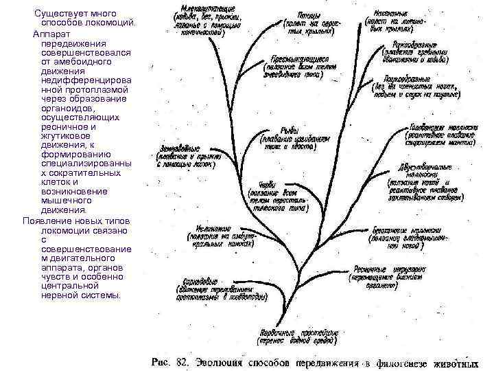  Существует много  способов локомоций.  Аппарат  передвижения  совершенствовался  от