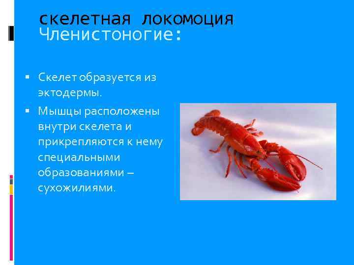  скелетная локомоция  Членистоногие: Скелет образуется из  эктодермы.  Мышцы расположены 