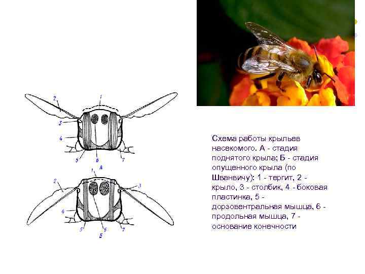       Схема работы крыльев     
