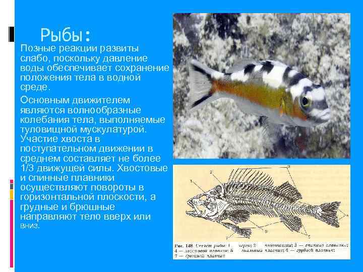   Рыбы: Позные реакции развиты слабо, поскольку давление воды обеспечивает сохранение положения тела