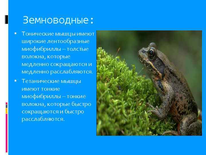  Земноводные:  Тонические мышцы имеют  широкие лентообразные  миофибриллы – толстые 