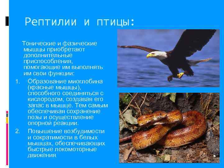  Рептилии и птицы:  Тонические и фазические  мышцы приобретают  дополнительные 