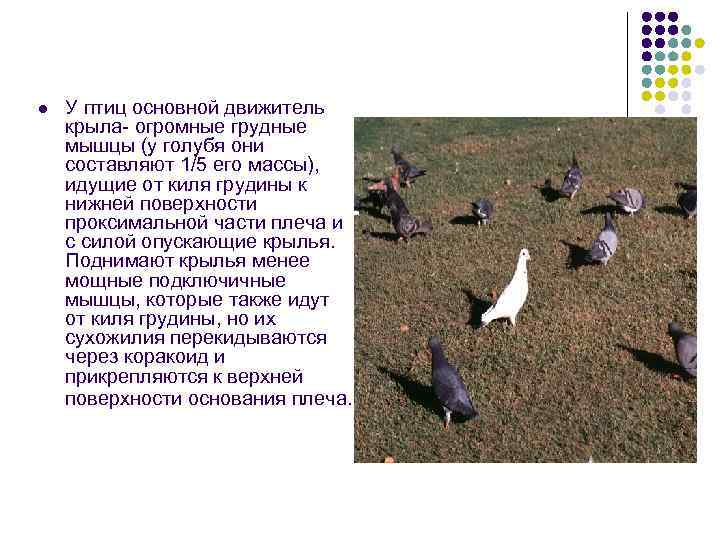 l  У птиц основной движитель крыла- огромные грудные мышцы (у голубя они составляют