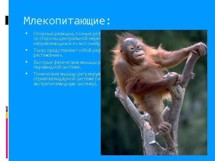 Млекопитающие: Опорные реакции, позные рефлексы обеспечиваются разными влияниями со стороны центральной нервной системы, различной