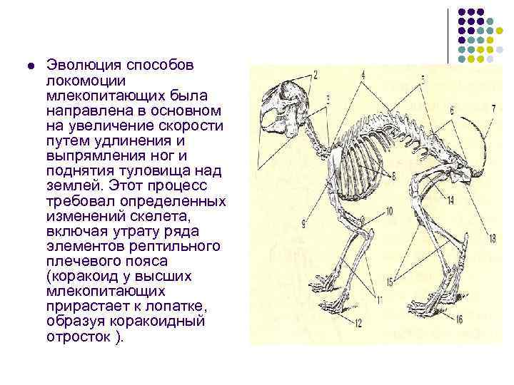 l  Эволюция способов локомоции млекопитающих была направлена в основном на увеличение скорости путем