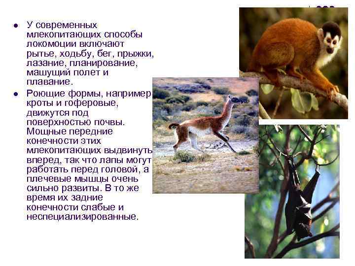 l  У современных млекопитающих способы локомоции включают рытье, ходьбу, бег, прыжки, лазание, планирование,