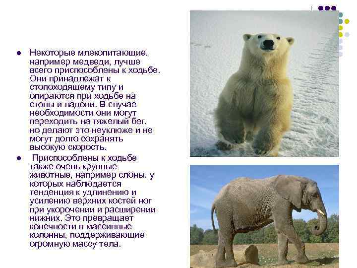 l  Некоторые млекопитающие, например медведи, лучше всего приспособлены к ходьбе. Они принадлежат к