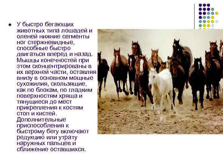 l  У быстро бегающих животных типа лошадей и оленей нижние сегменты ног стержневидные,