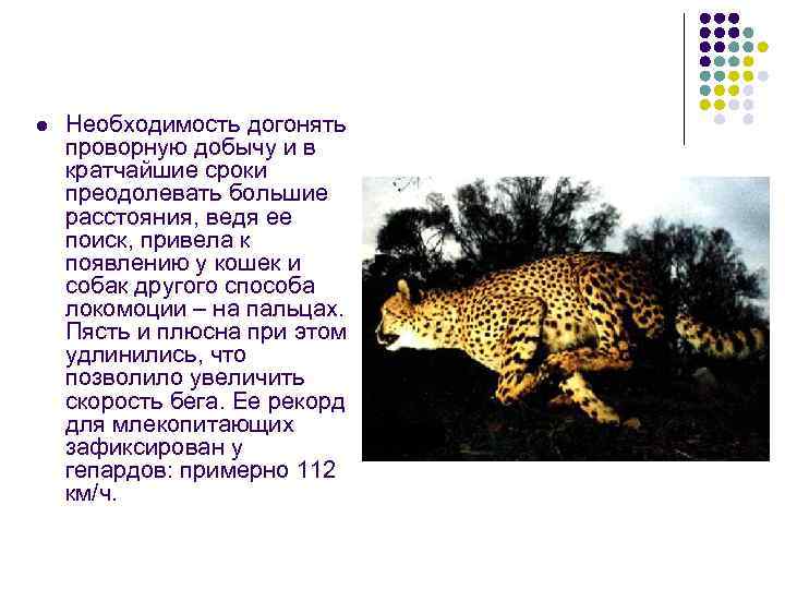 l  Необходимость догонять проворную добычу и в кратчайшие сроки преодолевать большие расстояния, ведя