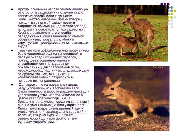 l  Другим основным направлением эволюции быстрого передвижения по земле стало развитие способности к